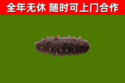 定安烟酒回收干海参.jpg